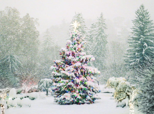 christmas tree, winter wedding, snowy wedding, pamela barefoot events, greenbrier wedding